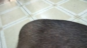 КАПИБАРА. БОЛЬШАЯ ВОДОСВИНКА