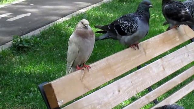 Гуси. Лебеди. Крысы. Голуби смотреть онлайн