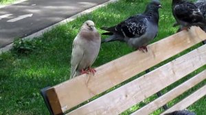 Гуси. Лебеди. Крысы. Голуби