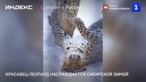Красавец-леопард наслаждается сибирской зимой