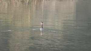 Поганки в Сочи. Чёрное море 🌊