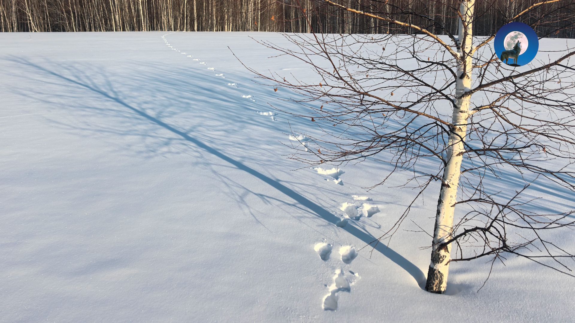 ОХОТА В МОРОЗ ПО МНОГОСЛЕДИЦЕ. ТАКОГО ЗАЙЦА ЛЮБОЙ БЫ ВЗЯЛ. ТЕСТИРУЮ НОВЫЕ ЛЫЖИ. ОХОТА НА ЛУНКАХ смотреть онлайн
