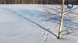 ОХОТА В МОРОЗ ПО МНОГОСЛЕДИЦЕ. ТАКОГО ЗАЙЦА ЛЮБОЙ БЫ ВЗЯЛ. ТЕСТИРУЮ НОВЫЕ ЛЫЖИ. ОХОТА НА ЛУНКАХ