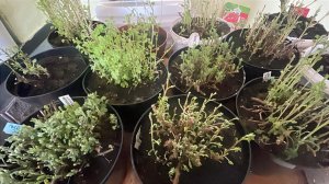 Хризантема Мультифлора спустя три недели после того, как подняли её из подполья.