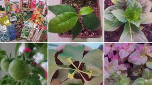 Сезон 2026.Рассада на конец января.Гинкго Билоба из семян.Мини томаты на окне.Лавровый лист из семян