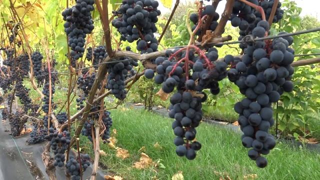 Виноград Благодать смотреть онлайн