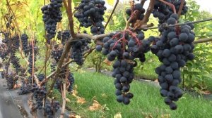 Виноград Благодать