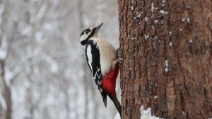 Снегопад. Две белки и дятел. Зарисовка