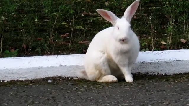 Белый кролик смотреть онлайн