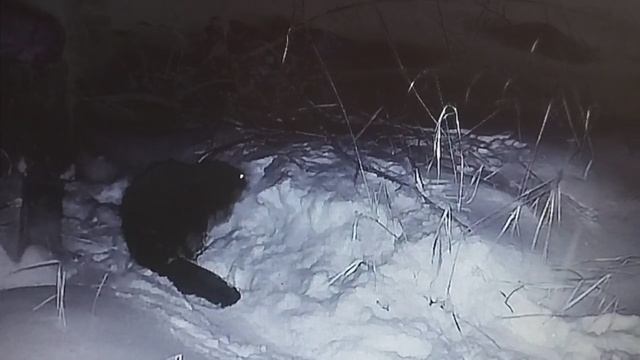 1000043068.mp4 смотреть онлайн