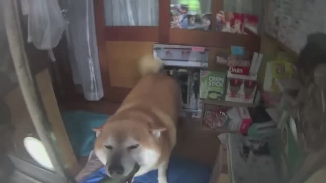 Пёс продавец магазина смотреть онлайн