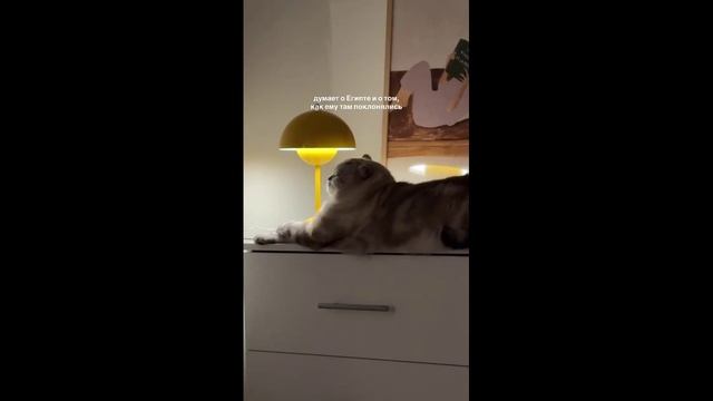 #смешныевидео -793 смотреть онлайн