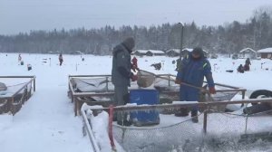 Запуск форели