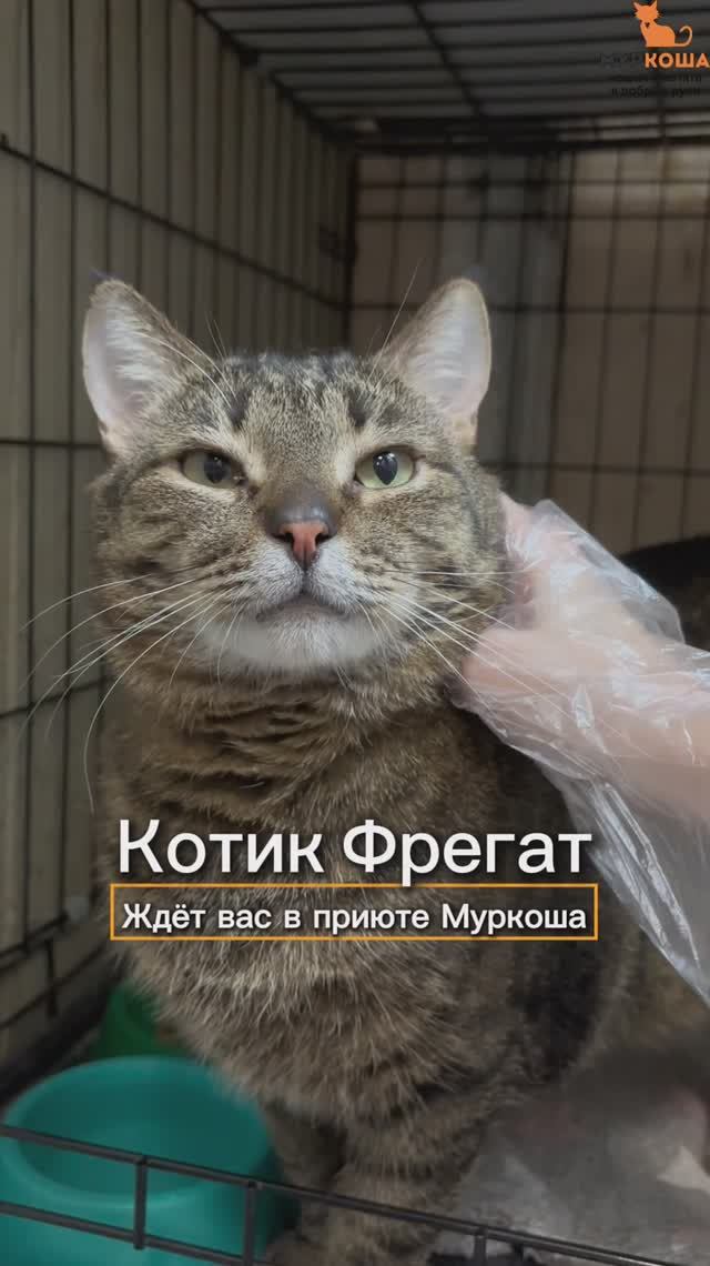 Фрегат ждёт вас в приюте #Муркоша смотреть онлайн