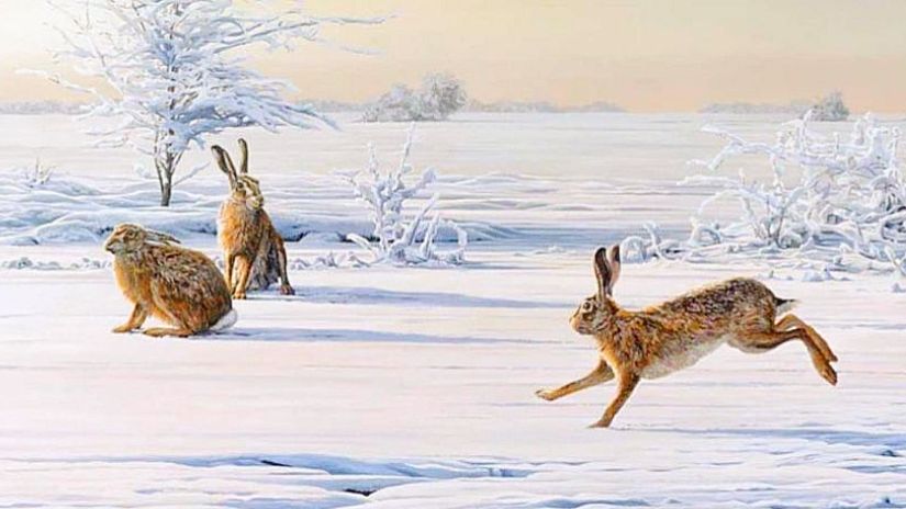 ОХОТА НА ЗАЙЦА. ТАК МНОГО ЗАЙЦА, Я УСТАЛ ИХ ПОДНИМАТЬ. ТРОПЛЕНИЕ ЗАЙЦА ПО НАСТУ В МОРОЗ. смотреть онлайн