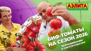 БИФ-ТОМАТЫ на СЕЗОН 2026. Выращивание в светокультуре.