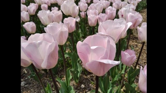 Парад тюльпанов смотреть онлайн