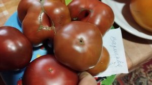 Выставка томатов, выращенных в Кировской области.  т. 89229284031