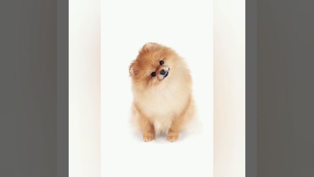 Шпиц смотреть онлайн