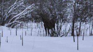 Охотник VS лоси | НЕОЖИДАННАЯ ВСТРЕЧА В ЛЕСУ