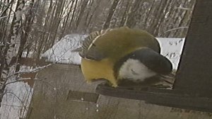 День январский 25-ый, года 26-ого, воробьи, синицы, снегири.