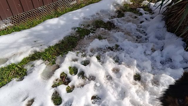 Утро.Маленькая кошечка смотреть онлайн