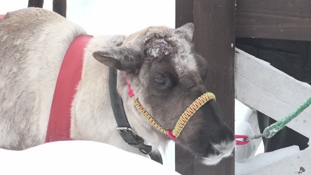 Оленьи истории смотреть онлайн