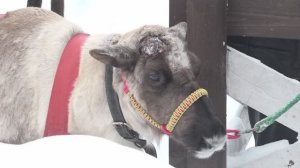 Оленьи истории