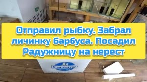 Отправил рыбку. Забрал личинку барбуса. Посадил Радужницу на нерест