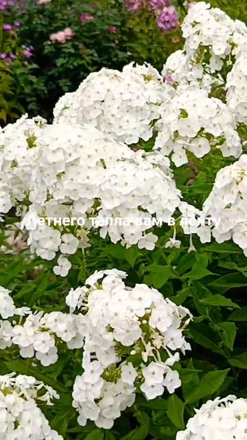 летнего тепла вам в ленту смотреть онлайн