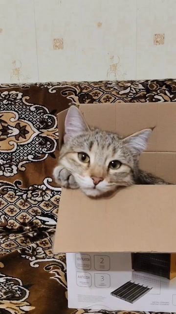 Люся из коробки