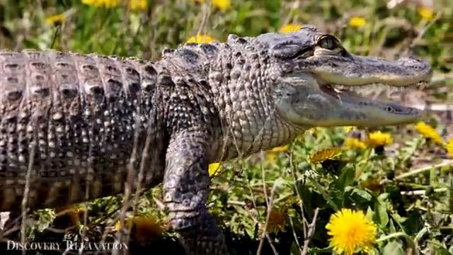 Дикая природа и успокаивающая музыка. Животные мира в 4K смотреть онлайн