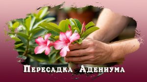 Пересадка адениума микс