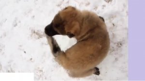 Кавказская овчарка и хвост