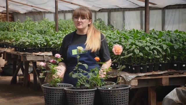 ТЛЯ, ПАУТИННЫЙ КЛЕЩ, ЦИКАДКА НА РОЗАХ. КАК БОРОТЬСЯ_ смотреть онлайн