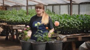 ТЛЯ,  ПАУТИННЫЙ КЛЕЩ, ЦИКАДКА НА РОЗАХ. КАК БОРОТЬСЯ_