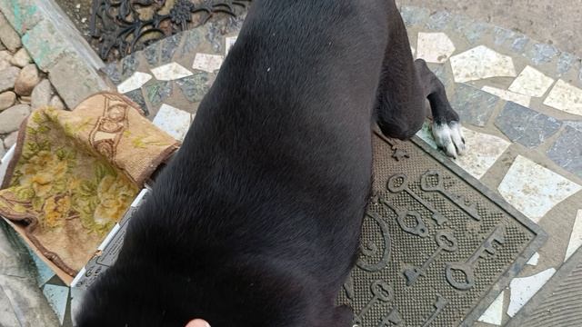 Хитрый Бебик смотреть онлайн