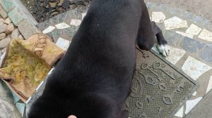 Хитрый Бебик