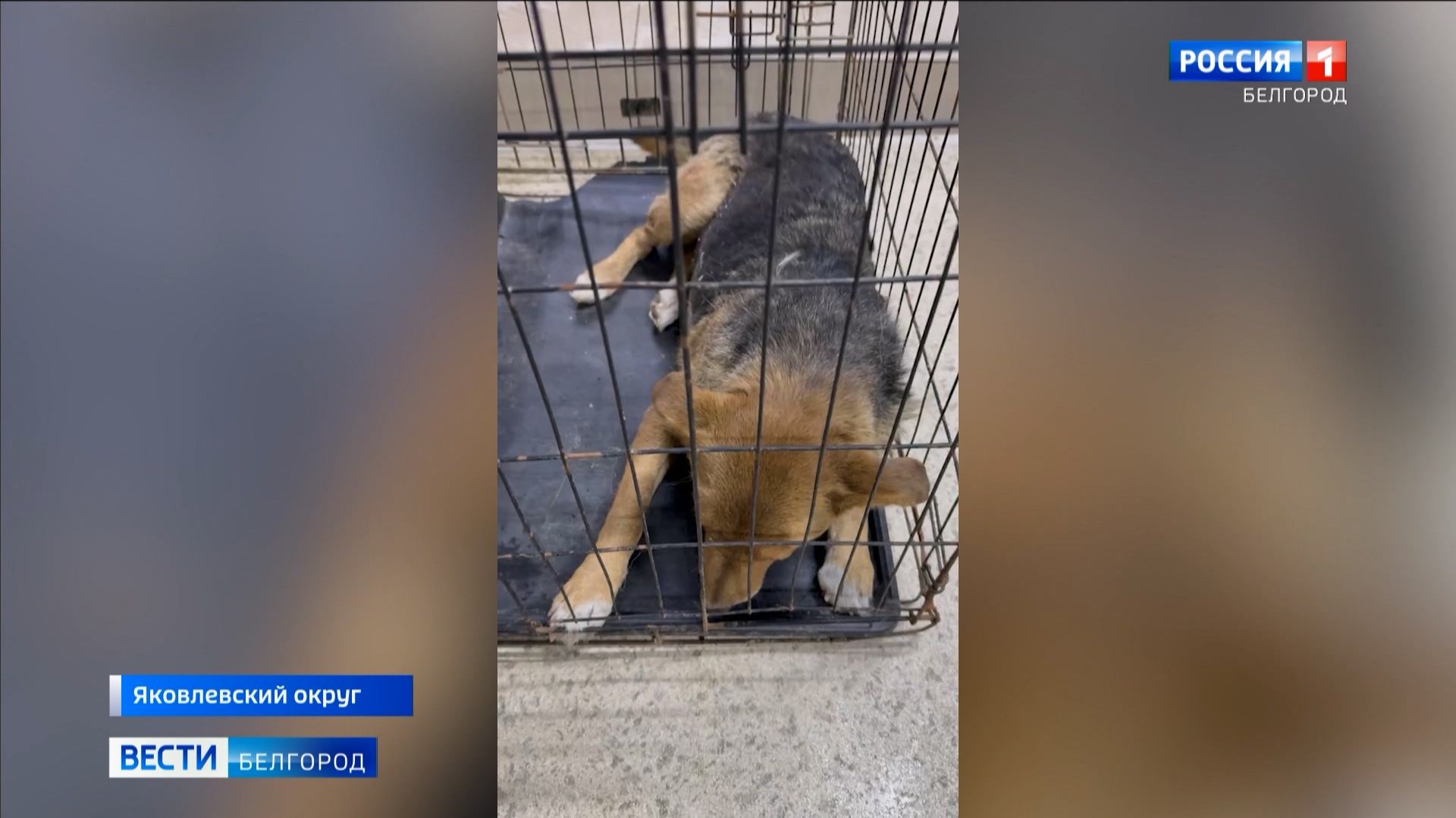 Прокуратура Яковлевского округа проводит проверку после жестокого обращения с животными смотреть онлайн