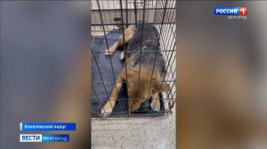 Прокуратура Яковлевского округа проводит проверку после жестокого обращения с животными