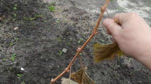 Виноград. Обрезка и подготовка к зиме, годовалого саженца.