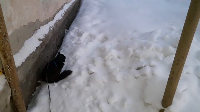 Не прогулочный день, мороз.