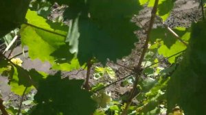 Виноград. На середину сентября 2022г.