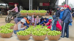 Собираю много зеленых яблок, и везу продавать на трицикле на сельский рынок. Фуонг. Вьетнам