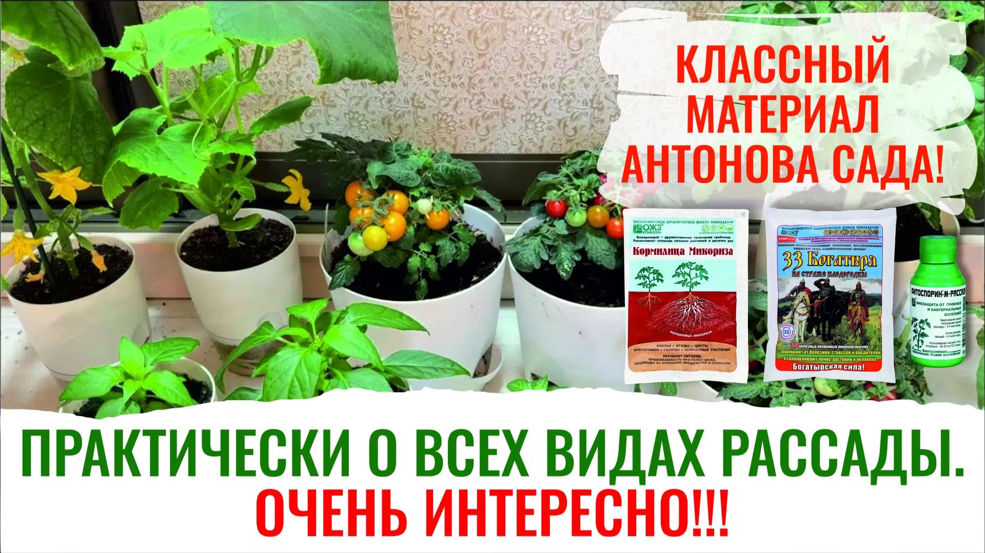 Когда сеять рассаду Формула выращивания здоровой рассады всех овощей и цветов смотреть онлайн