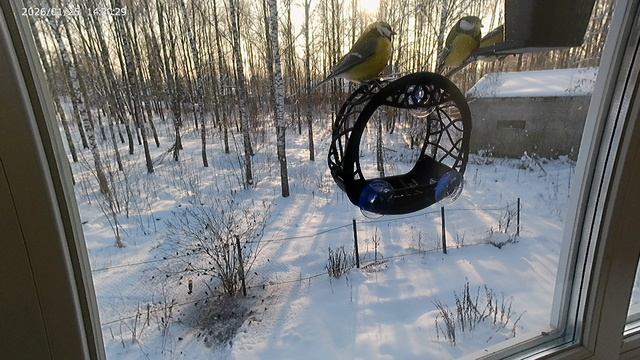 Синицы ждут семечки смотреть онлайн