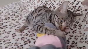 Муся поймала мышку😊😊😊