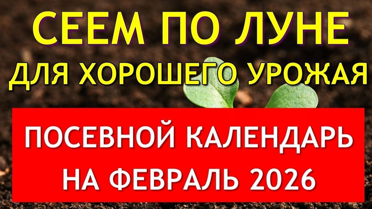 Когда сеять на рассаду в ФЕВРАЛЕ 2026. Точный лунный посевной календарь на февраль 2026 по дням. смотреть онлайн
