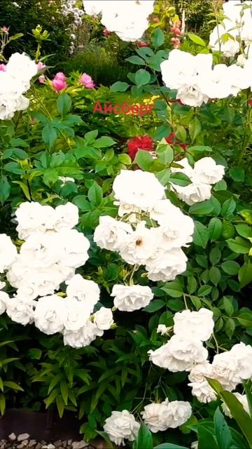 как хороши были розы смотреть онлайн