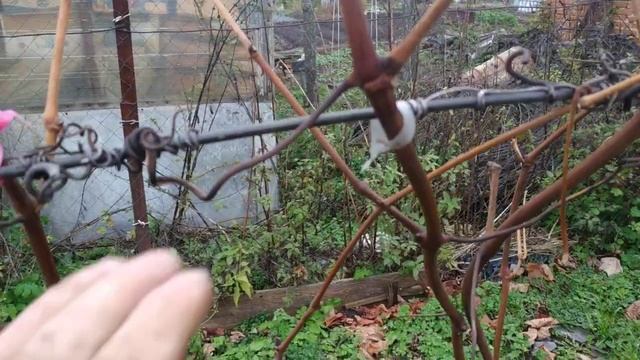 Виноград. Если не убирать усы*. смотреть онлайн